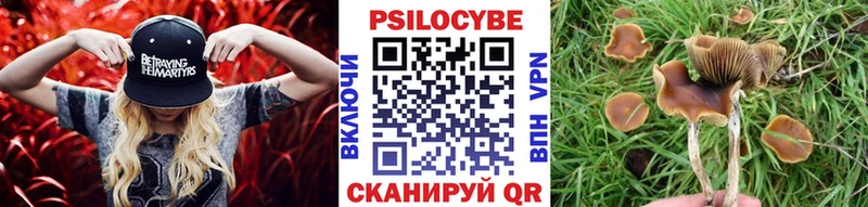 Псилоцибиновые грибы Psilocybe Нефтеюганск